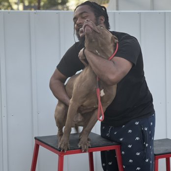 MajorK9s - Duke - Pet Training Near Me MajorK9s - Duke - Pet Training Near Me