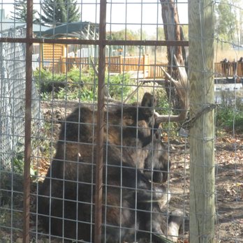 Yellowstone Bear World - One Male Moose, try not to miss it! - Zoos Near Me - Rexburg, Idaho Yellowstone Bear World - One Male Moose, try not to miss it! - Zoos Near Me - Rexburg, Idaho