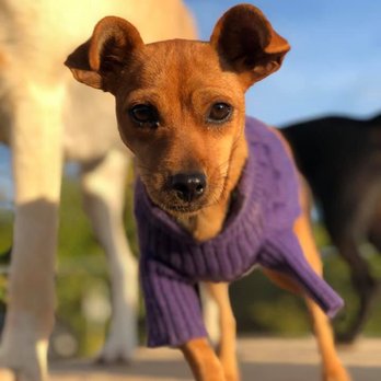 Hickory Hills Kennels - Pet Boarding Near Me - Madison, Wisconsin Hickory Hills Kennels - Pet Boarding Near Me - Madison, Wisconsin