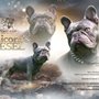 Photo of Unicorn French Bulldogs