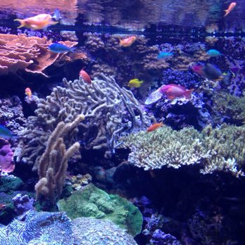 Seattle Aquarium - awesome ~~~ - Aquariums Near Me - Seattle, Washington Seattle Aquarium - awesome ~~~ - Aquariums Near Me - Seattle, Washington