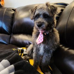 Original Grooming - After - she is looking so cute