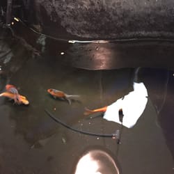 Sylvia's Pets - Fish