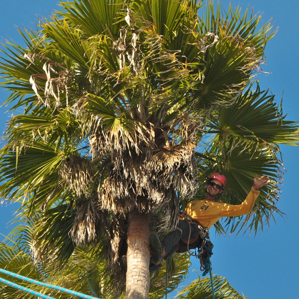 Nimble Tree Care - Jacob trimming fan palm. - Tree Services Near Me - Carpinteria, California