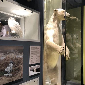 Bell Museum - Stuffed - Museums Near Me - Saint Paul, Minnesota