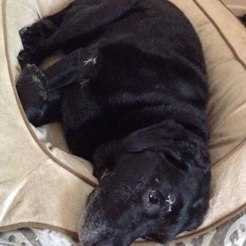 Roxford Veterinary Clinic - Slate, a couple of days after he had surgery at Roxford - Veterinarians Near Me - Sylmar, California Roxford Veterinary Clinic - Slate, a couple of days after he had surgery at Roxford - Veterinarians Near Me - Sylmar, California