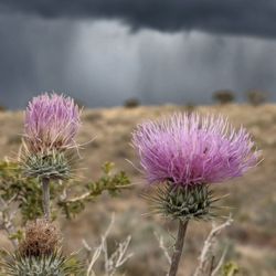 Cibola National Forest