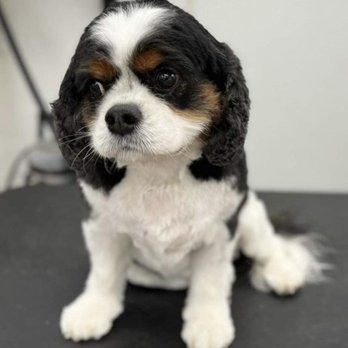 Plush Pups - Yoda - Pet Stores Near Me - Huntingdon Valley, Pennsylvania Plush Pups - Yoda - Pet Stores Near Me - Huntingdon Valley, Pennsylvania