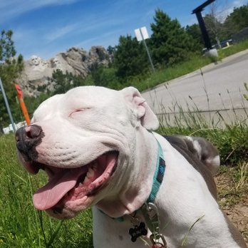 Joybound - Buddy at Mount Rushmore - Animal Shelters Near Me - Walnut Creek, California