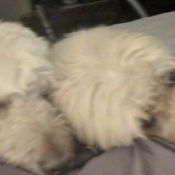 Professional Pet Sitting by Denise