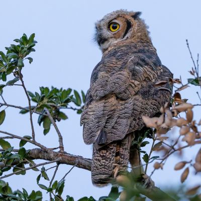 Sepulveda Basin Wildlife Reserve by null