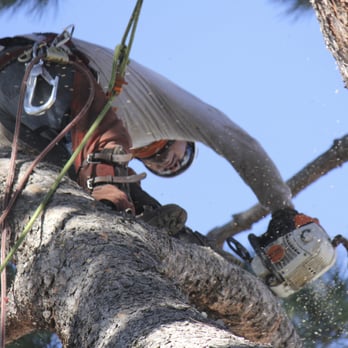 Kings Tree Service - Tree Services Near Me - Sylmar, California Kings Tree Service - Tree Services Near Me - Sylmar, California