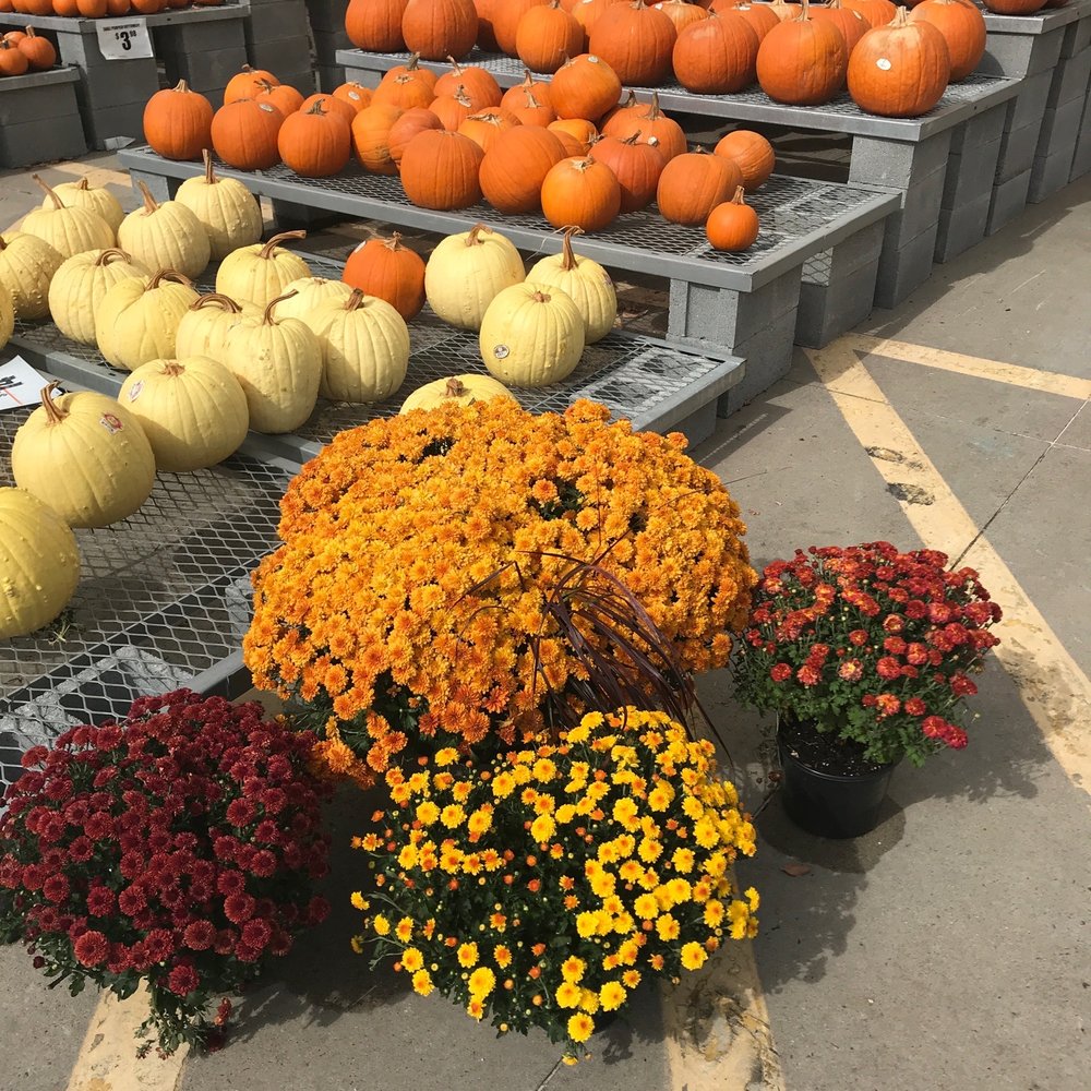 Mums the word! Gourdgeous! Mums the word! Gourdgeous!
