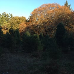Hastings Tree Farm - Variety of sizes