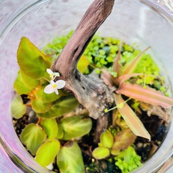 Verdant Vivariums - Nurseries & Gardening Near Me - Corona, California Verdant Vivariums - Nurseries & Gardening Near Me - Corona, California