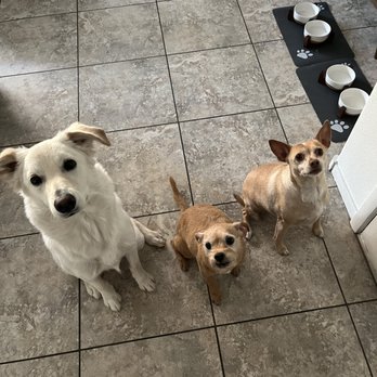 Gooboi Training - Gooboi's waiting for instructions. - Pet Training Near Me Gooboi Training - Gooboi's waiting for instructions. - Pet Training Near Me