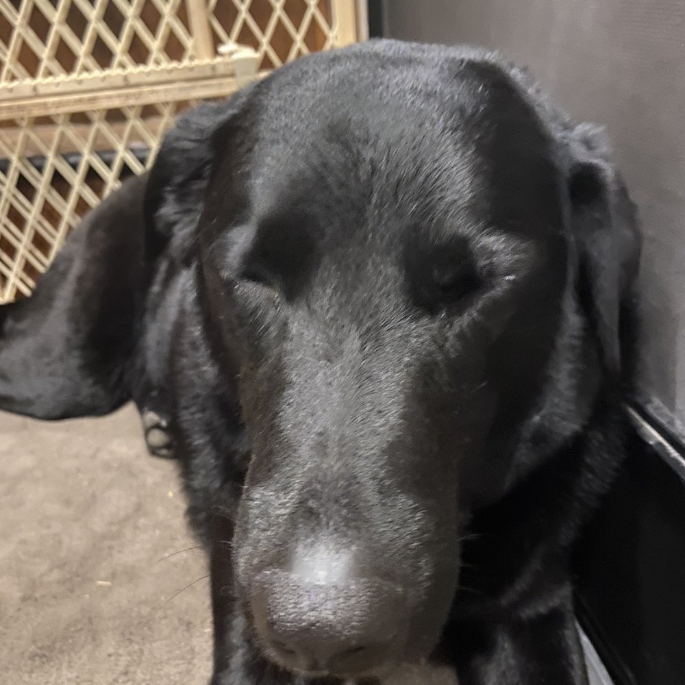 Toni's K9 Clips - He can't even open his eye - Pet Groomers Near Me - Tooele, Utah Toni's K9 Clips - He can't even open his eye - Pet Groomers Near Me - Tooele, Utah