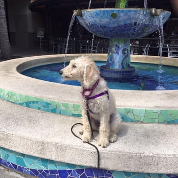 ProDog Hawaii - Not shy anymore!!! - Pet Training Near Me ProDog Hawaii - Not shy anymore!!! - Pet Training Near Me