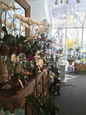 The Bridgehampton Florist by null