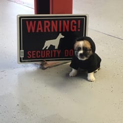 Pit Stop - Meet our shop mascot, and member of the pit stop crew, BELLA she will greet every customer with a happiness that is contagious.