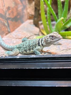 Philadelphia Zoo by null