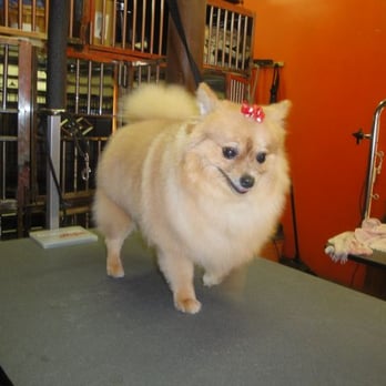 The Pawlour - Pet Groomers Near Me - Brooklyn, New York