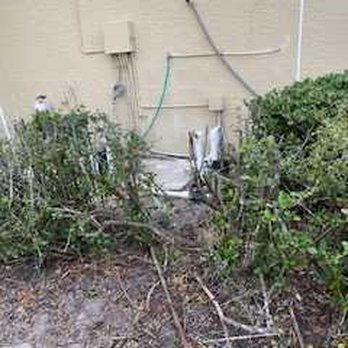 Universal Roof And Contracting - Destroyed hedges - Roofing Near Me - Orlando, Florida