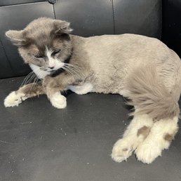 Fluffy Fluffy