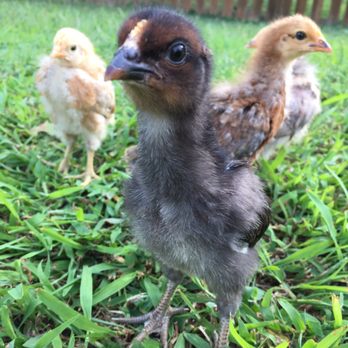 The Easy Chicken - Watch Them Grow rental = 4 chicks, 4 different breeds - Pet Services Near Me