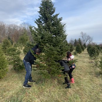 Ben's Christmas Tree Farm - Christmas Trees Near Me - Harvard, Illinois Ben's Christmas Tree Farm - Christmas Trees Near Me - Harvard, Illinois