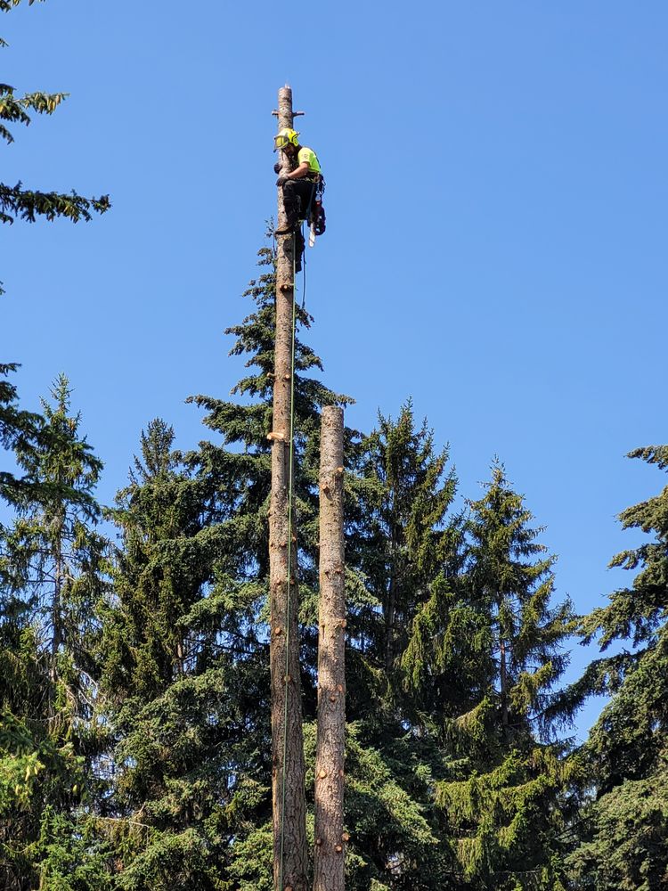 I'M IN! Tree Services - tree service in Olympia, WA
