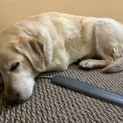 Sundog Wellness - Therapy dog