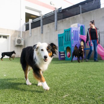 No Leash Needed - Pet Sitting Near Me - St. Charles, Missouri No Leash Needed - Pet Sitting Near Me - St. Charles, Missouri