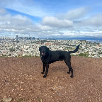 Disciplined K9 - Off leash walk in a busy city park - Pet Training Near Me Disciplined K9 - Off leash walk in a busy city park - Pet Training Near Me