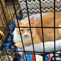Safe Harbor Animal Sanctuary