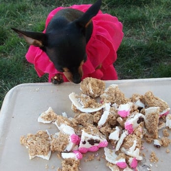 gussied up dog boutique