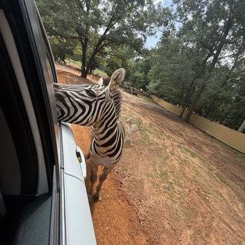 Cherokee Trace Drive Thru Safari - Parks Near Me - Jacksonville, Texas