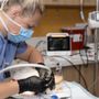 Photo of Allure Veterinary Partners