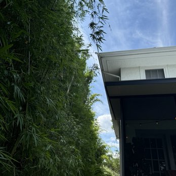 J Trimming Tree Service - Trees away from roof - Tree Services Near Me - Orlando, Florida J Trimming Tree Service - Trees away from roof - Tree Services Near Me - Orlando, Florida