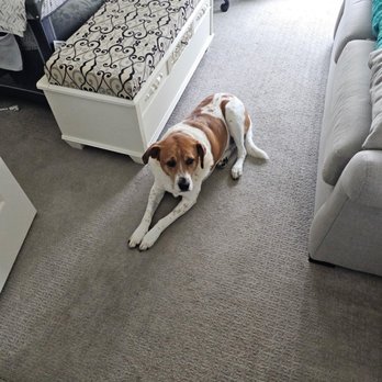 Dog Days & Cat Naps - Bandit relaxing at home with pet sitter - Pet Sitting Near Me Dog Days & Cat Naps - Bandit relaxing at home with pet sitter - Pet Sitting Near Me