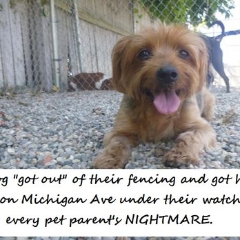 Pet Suite Retreat - My sweet, happy girl was KILLED by a car under the care of this business. - Pet Training Near Me - Inkster, Michigan Pet Suite Retreat - My sweet, happy girl was KILLED by a car under the care of this business. - Pet Training Near Me - Inkster, Michigan