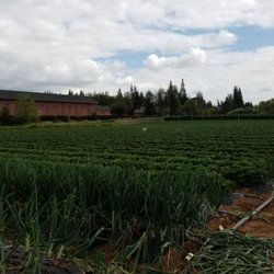 Nai's Berry Farm - Strawberry field..red onions growing in the front few rows