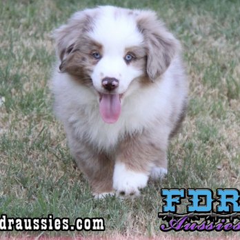 Flaming Dill Ranch Aussies - Starr was amazing to work with. She was responsive and so polite and took the time to explain the process. We live in a different state than - Pet Breeders Near Me - Forestburg, Texas Flaming Dill Ranch Aussies - Starr was amazing to work with. She was responsive and so polite and took the time to explain the process. We live in a different state than - Pet Breeders Near Me - Forestburg, Texas