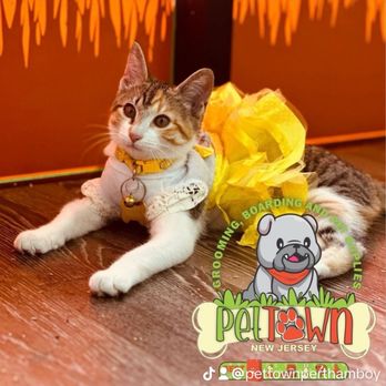 Pet Town - Pet Groomers Near Me - Perth Amboy, New Jersey Pet Town - Pet Groomers Near Me - Perth Amboy, New Jersey