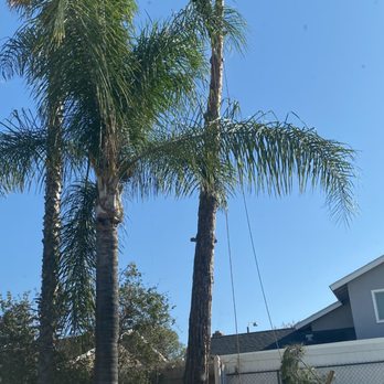 All Access Tree Care - During - Tree Services Near Me - El Cajon, California