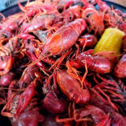 Mud Bugs Bar & Grill - 3 lbs boiled crawfish