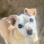 Photo of Paw Parent Animal Sanctuary