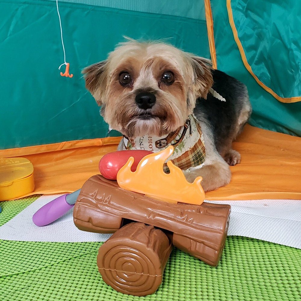 Chewie's back to school hair cut Chewie's back to school hair cut
