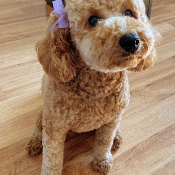 Doggie Details - After photo - Pet Groomers Near Me - Torrance, California Doggie Details - After photo - Pet Groomers Near Me - Torrance, California