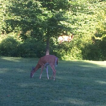 Rock Creek Trail - Pair of deer on this morning's run. - Parks Near Me - Silver Spring, Maryland